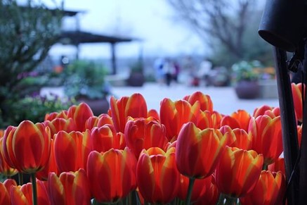 Dallas Arboretum for nature